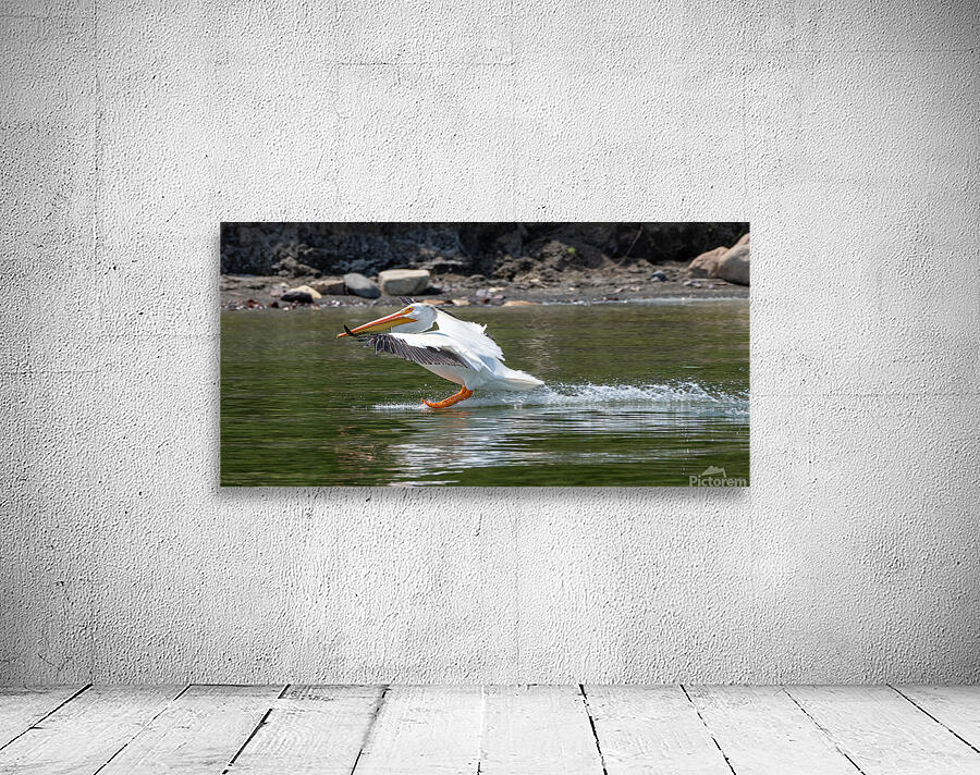 Pelicans 9989 Wall Preview