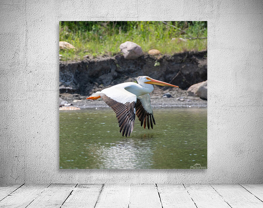 Pelicans 0008 Wall Preview