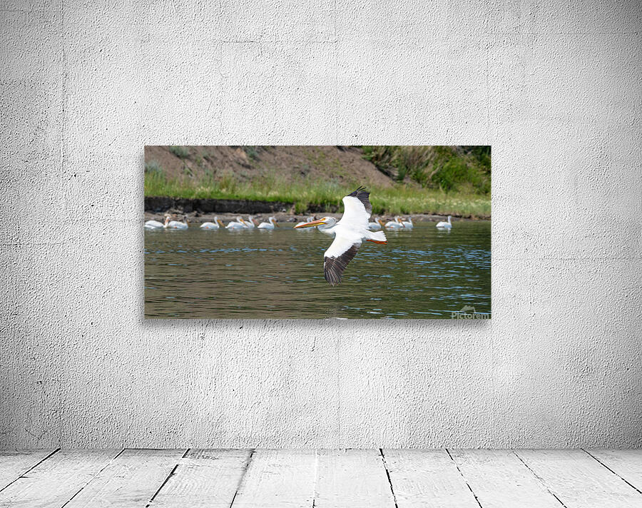 Pelicans 9972 Wall Preview