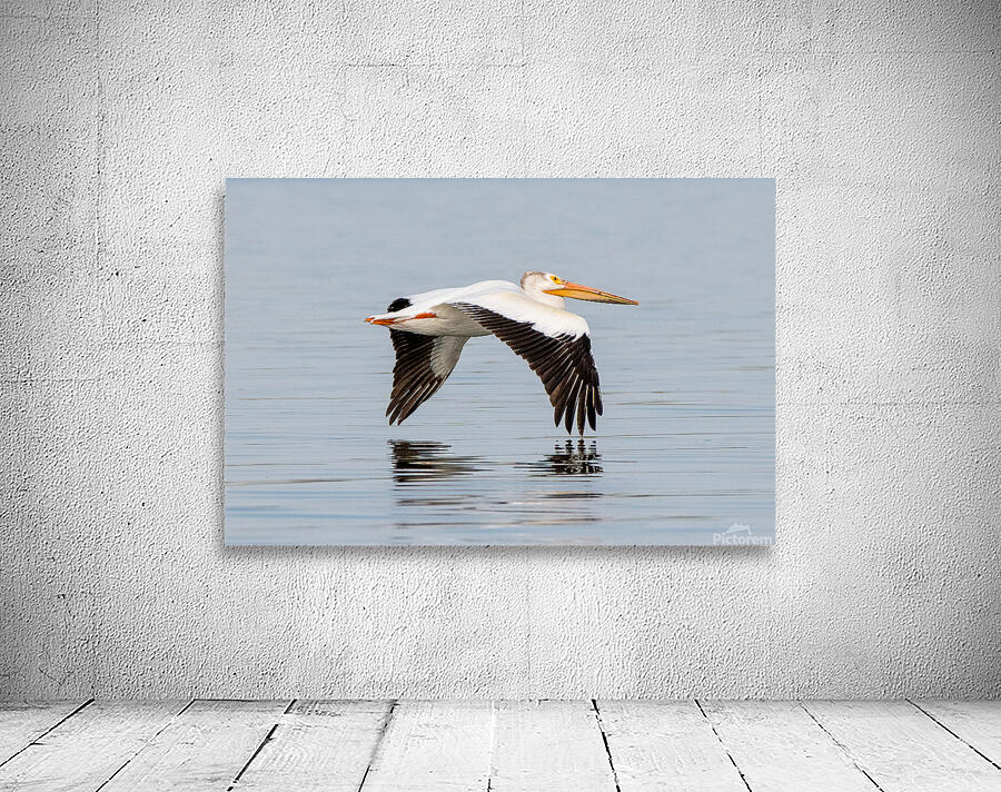 Pelicans 0253 Wall Preview