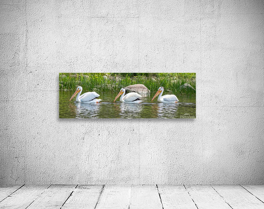 Pelicans 9837 Wall Preview