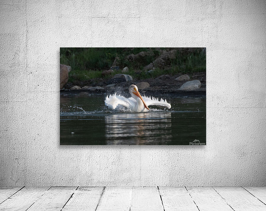 Pelicans 0292 Wall Preview