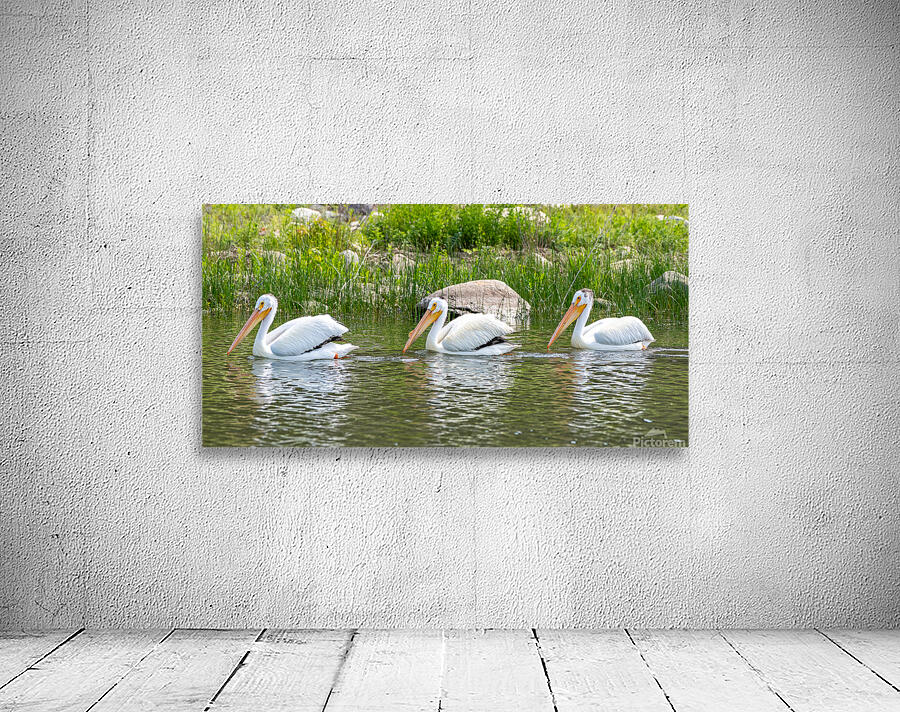 Pelicans 9836 Wall Preview