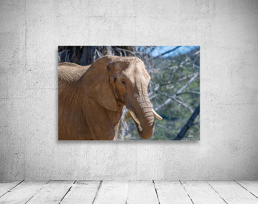 Elephant 7937 Wall Preview