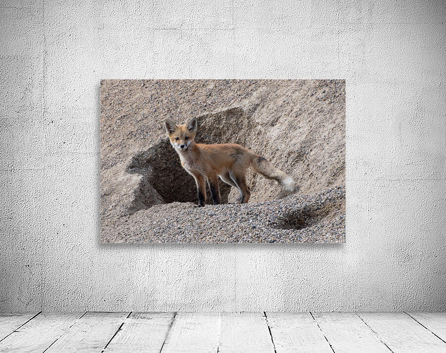 Red Fox 9081 Wall Preview