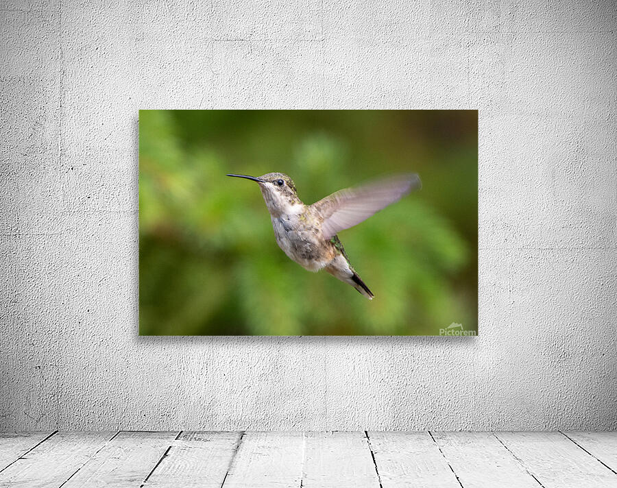 Female Ruby throated Hummingbird 1425 Wall Preview