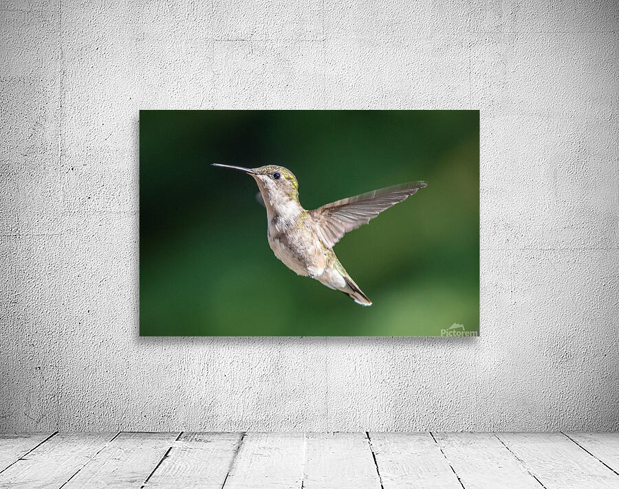 Female Ruby throated Hummingbird 0974 Wall Preview