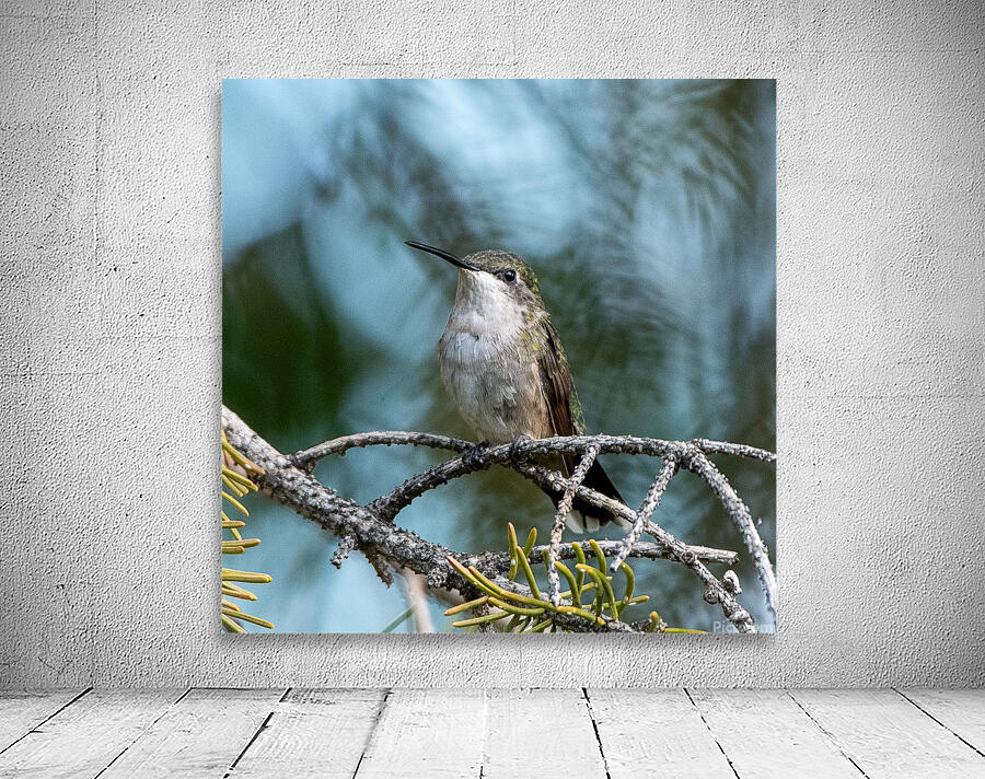 Female Ruby throated Hummingbird 1389 Wall Preview