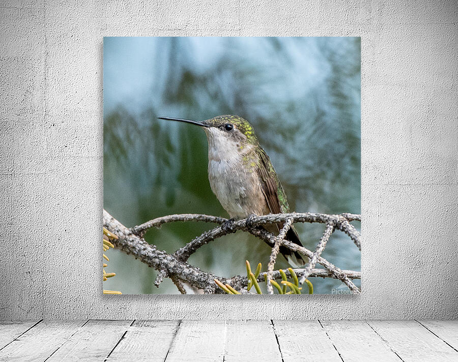 Female Ruby throated Hummingbird 1411 Wall Preview