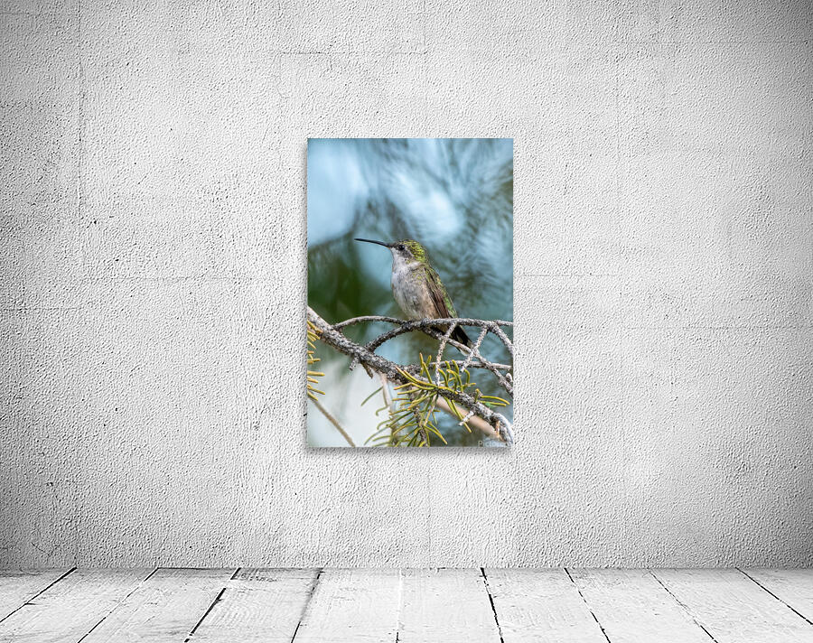 Female Ruby throated Hummingbird 1409 Wall Preview