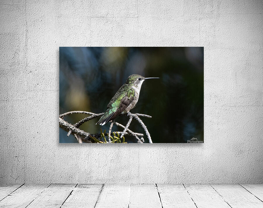 Female Ruby throated Hummingbird 1384 Wall Preview