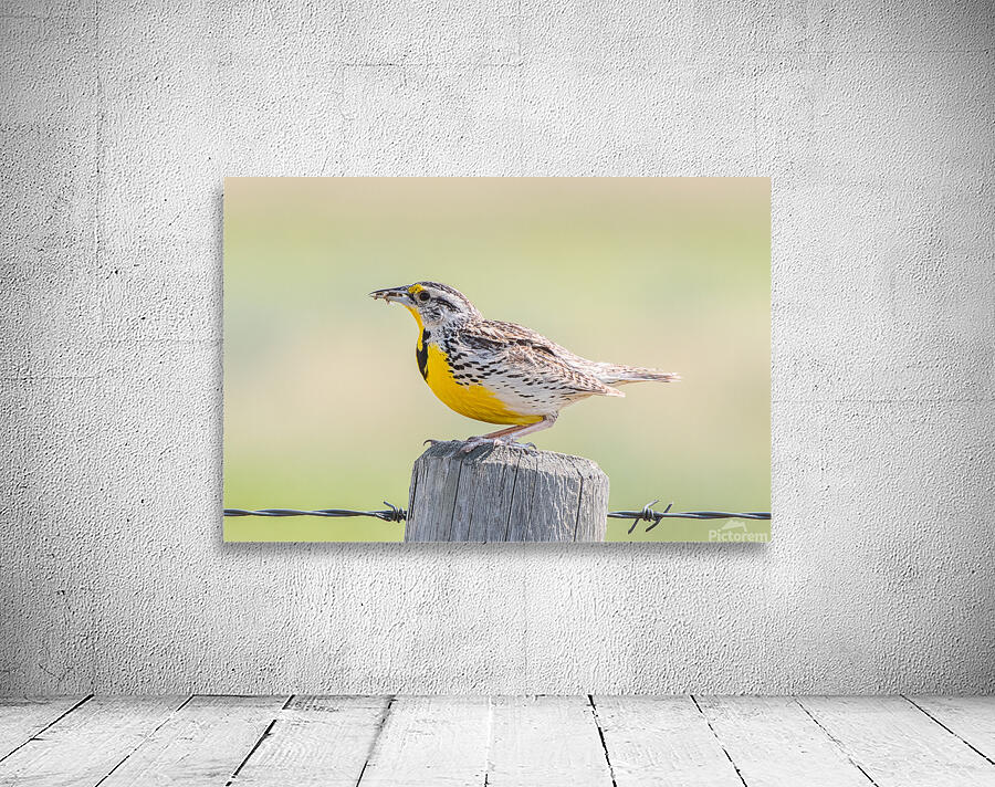 Western Meadowlark 0432 Wall Preview