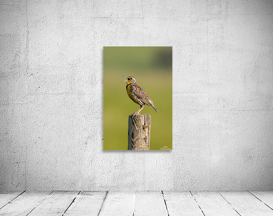 Western Meadowlark 9602 Wall Preview