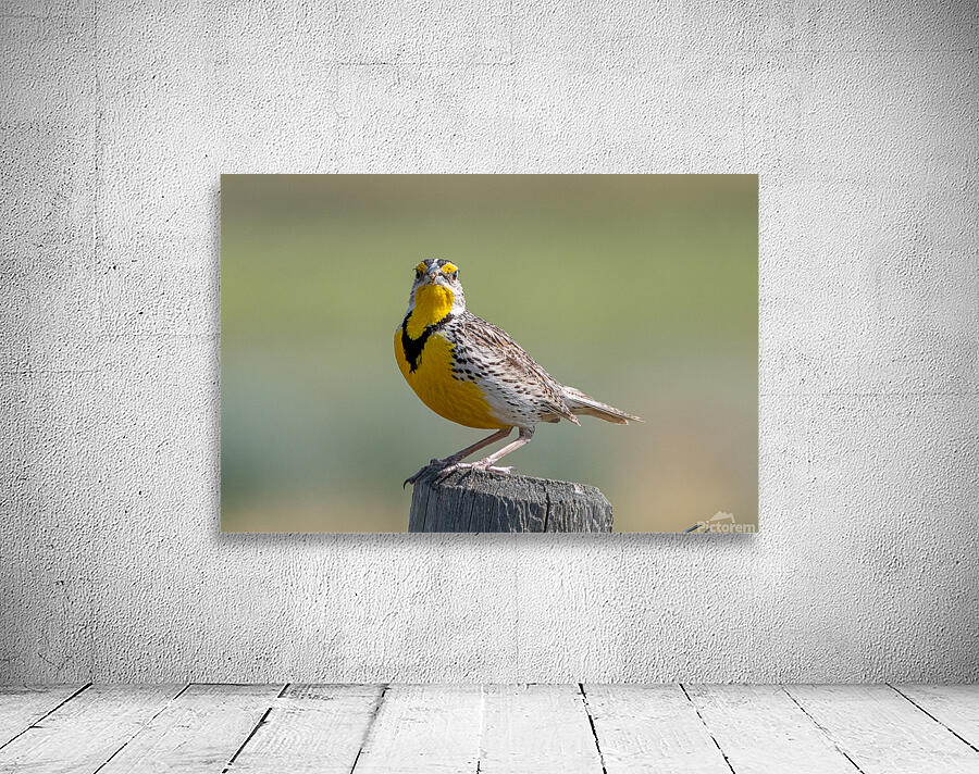 Western Meadowlark 0452 Wall Preview
