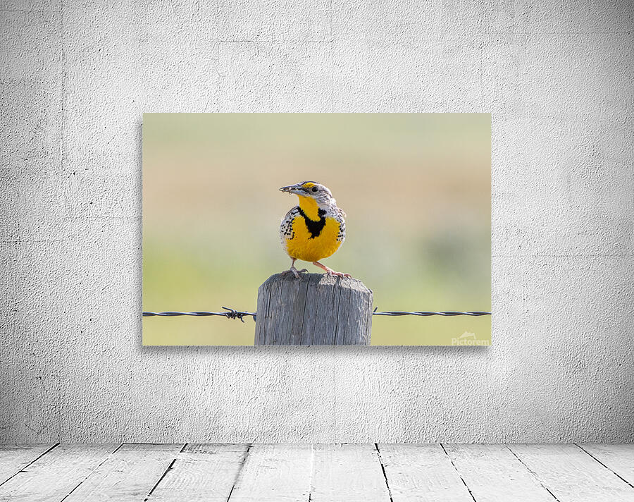 Western Meadowlark 0421 Wall Preview