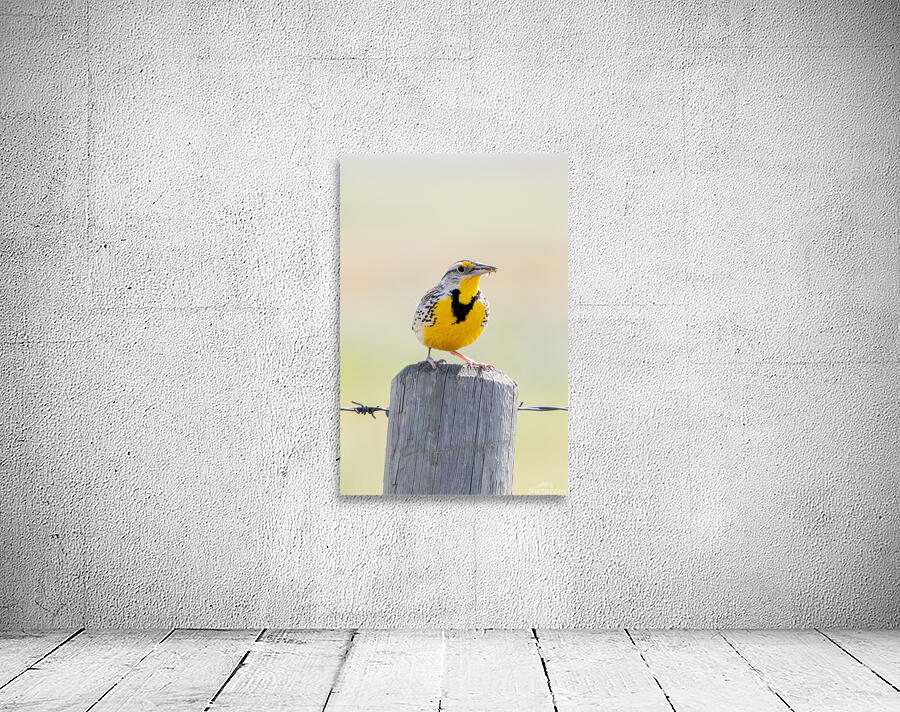 Western Meadowlark 0428 Wall Preview