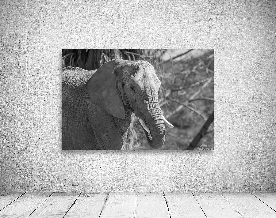 Elephant BW 7937 Wall Preview