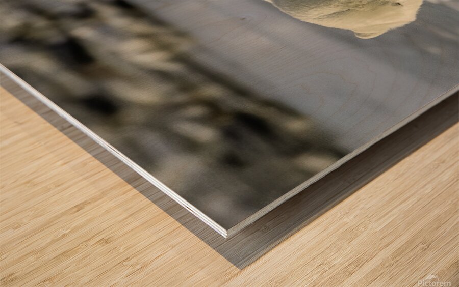 Polar Bear Mother and Cub Wood print