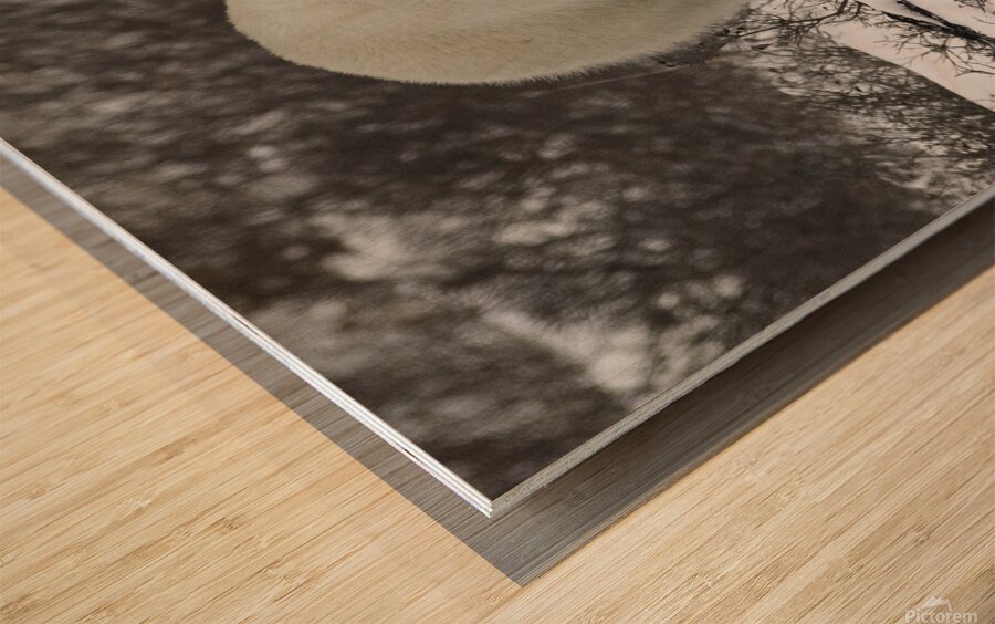 Polar Bear Wood print