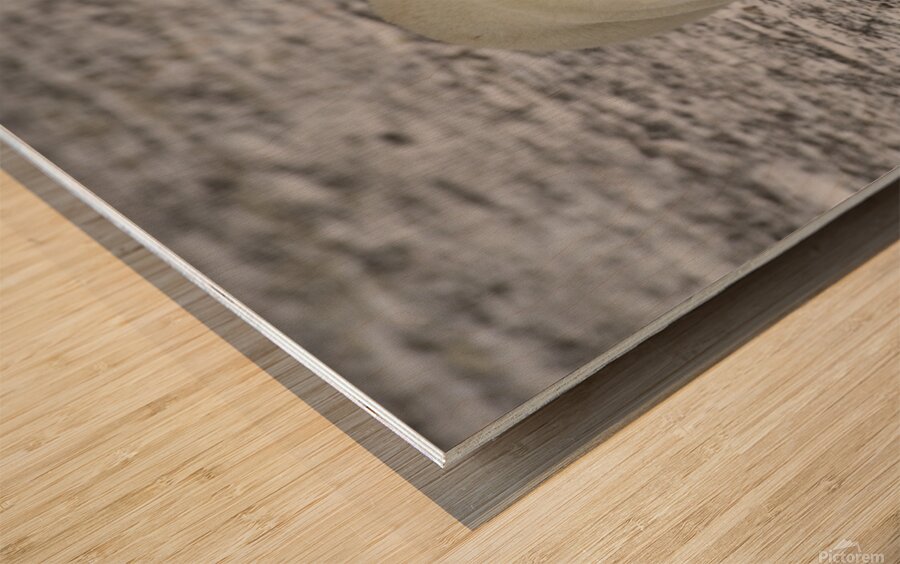 Polar Bear 4578 Wood print