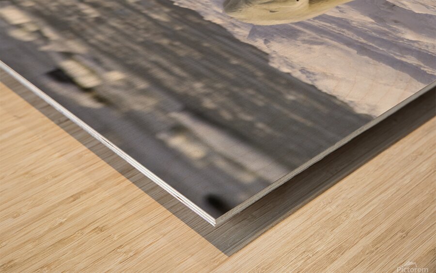 Polar Bear Mother and Cubs Wood print