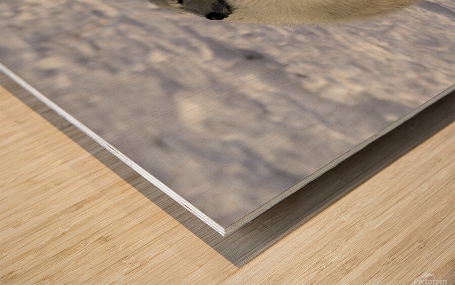 Polar Bear Mother and Cubs Wood print