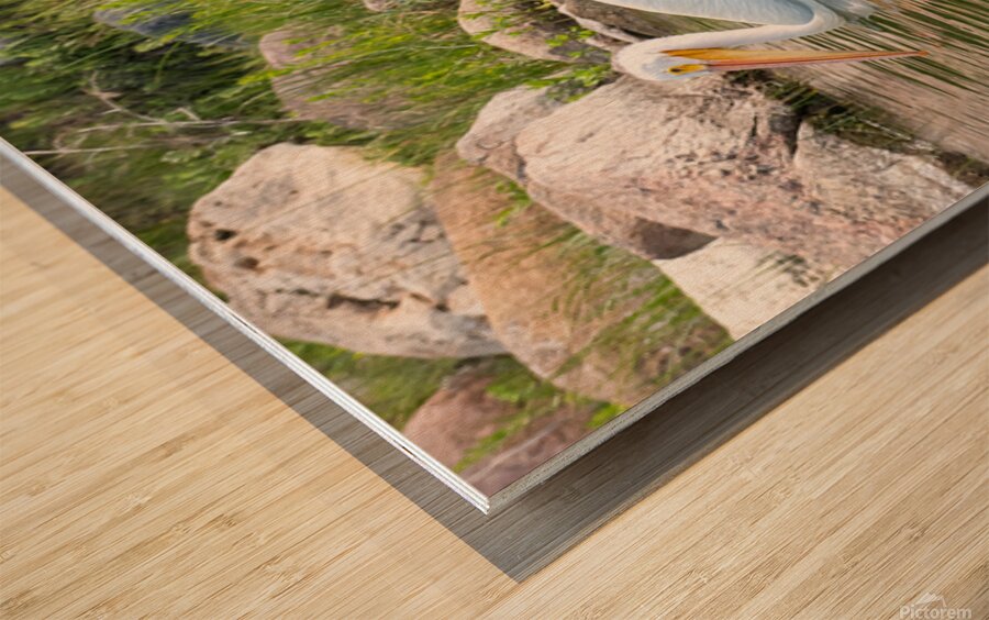 Pelicans 9847 Wood print