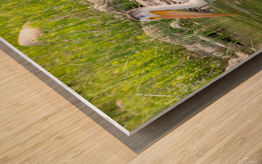 Pelicans 9842 Wood print