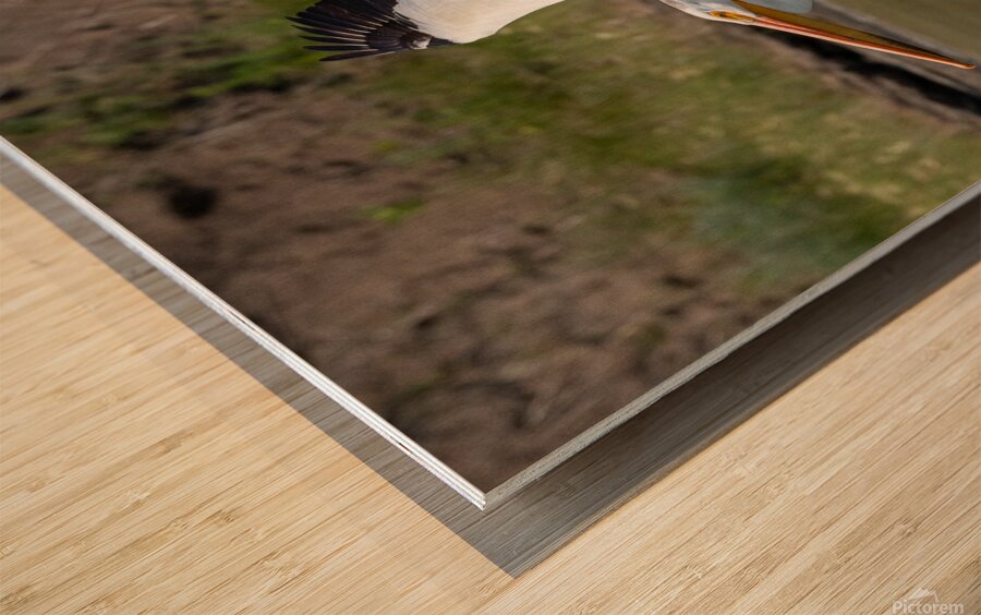 Pelicans 9976 Wood print