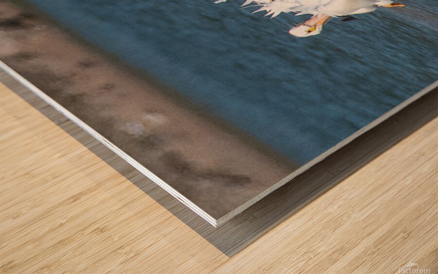 Pelicans 0150 Wood print