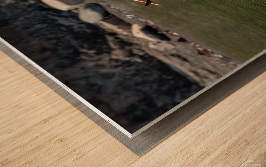 Pelicans 9989 Wood print