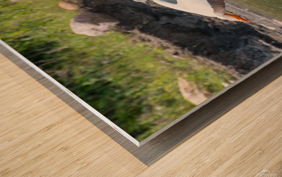 Pelicans 0008 Wood print