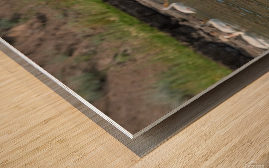 Pelicans 9972 Wood print