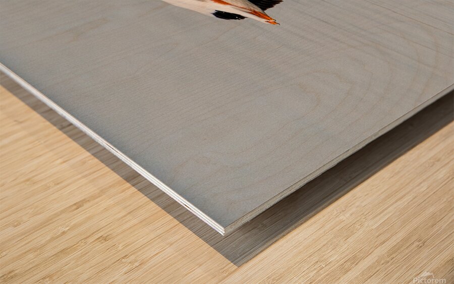 Pelicans 0253 Wood print