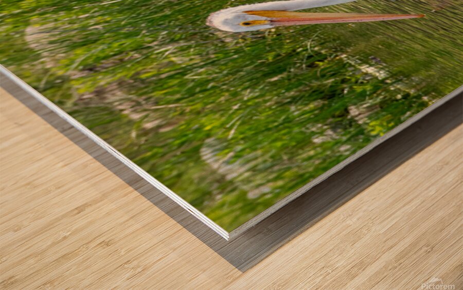 Pelicans 9837 Wood print