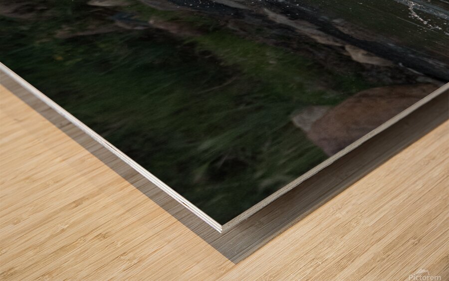 Pelicans 0292 Wood print