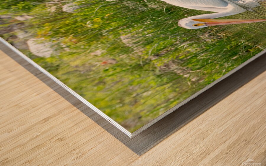 Pelicans 9836 Wood print