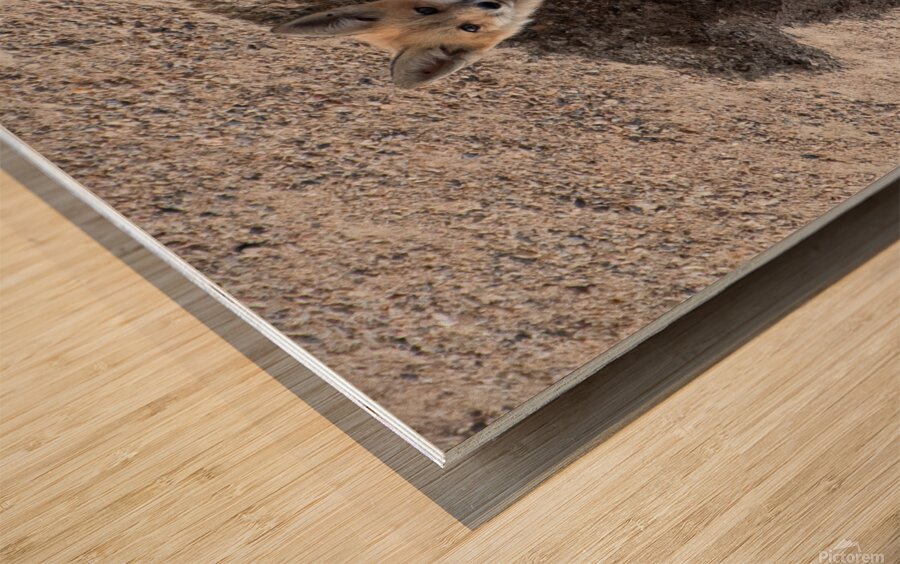 Red Fox 9081 Wood print