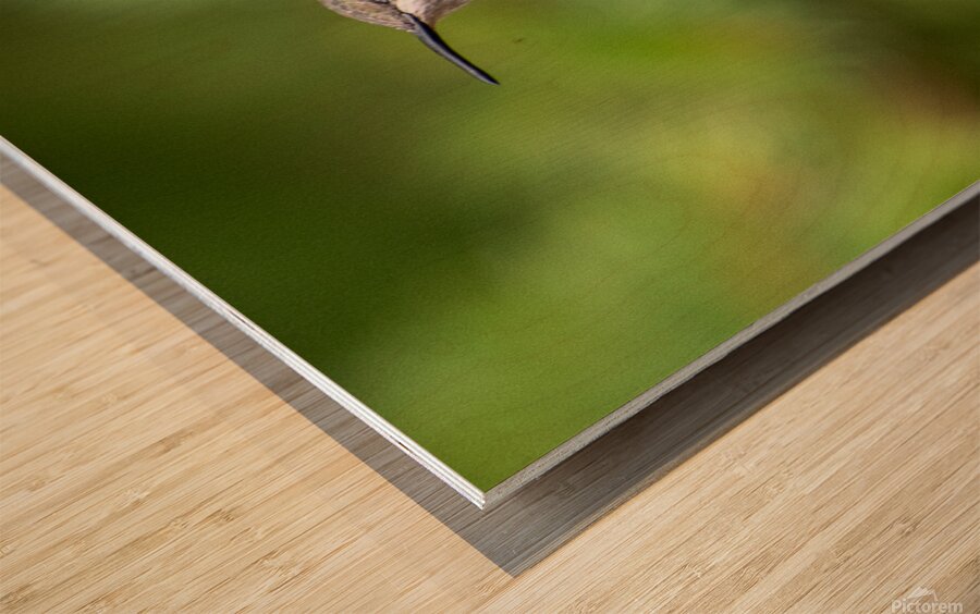 Female Ruby throated Hummingbird 1425 Wood print