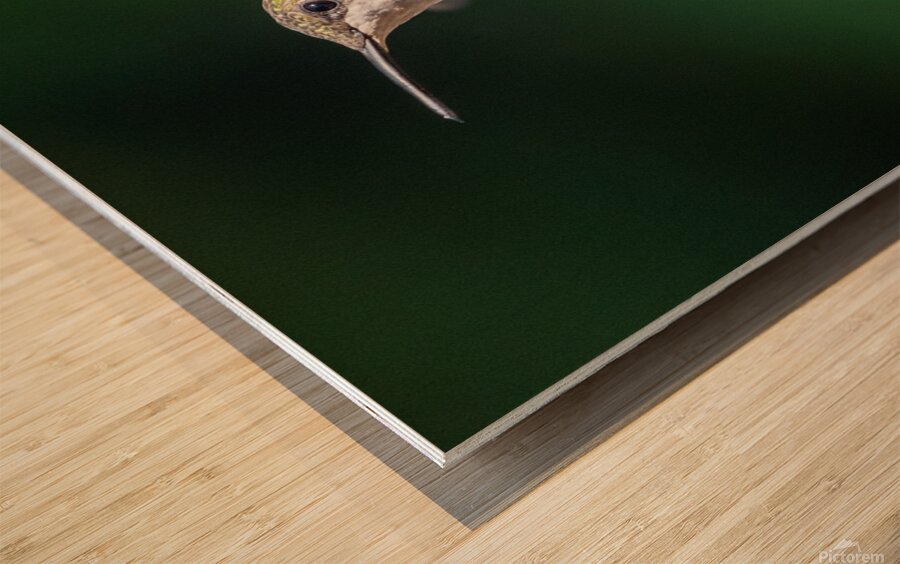 Female Ruby throated Hummingbird 0974 Wood print