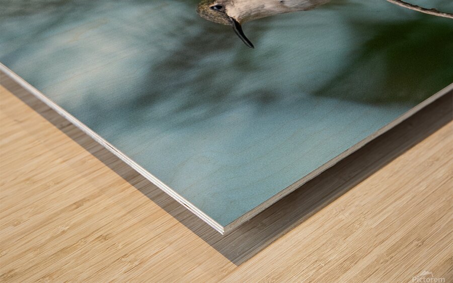 Female Ruby throated Hummingbird 1389 Wood print