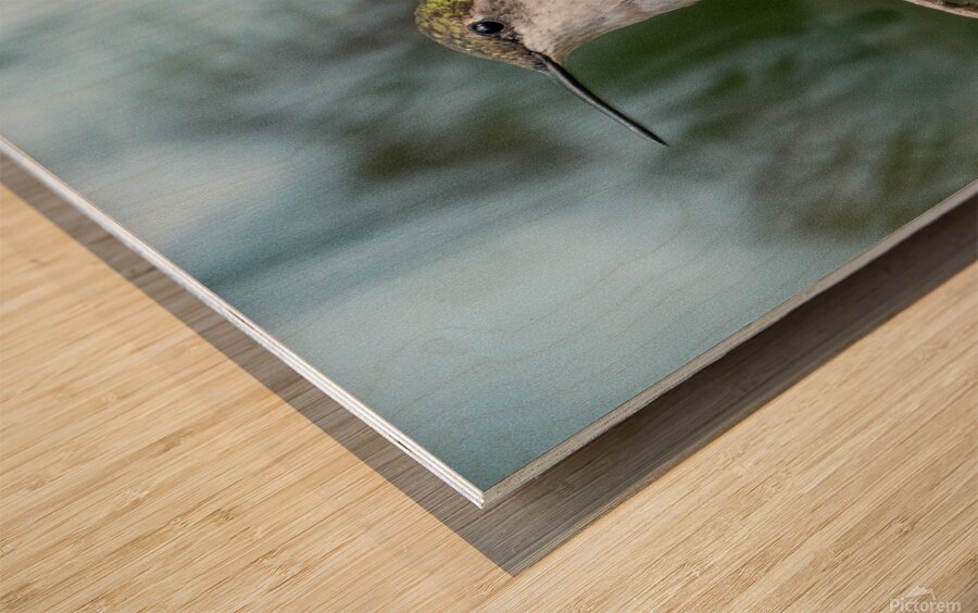 Female Ruby throated Hummingbird 1411 Wood print