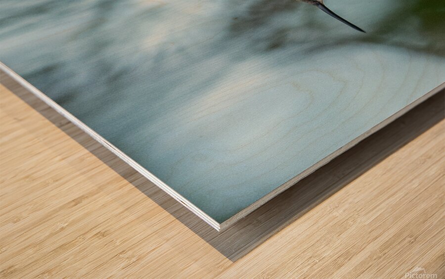 Female Ruby throated Hummingbird 1409 Wood print