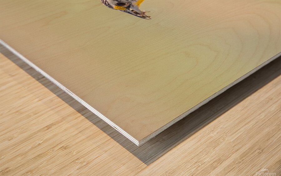 Western Meadowlark 0432 Wood print