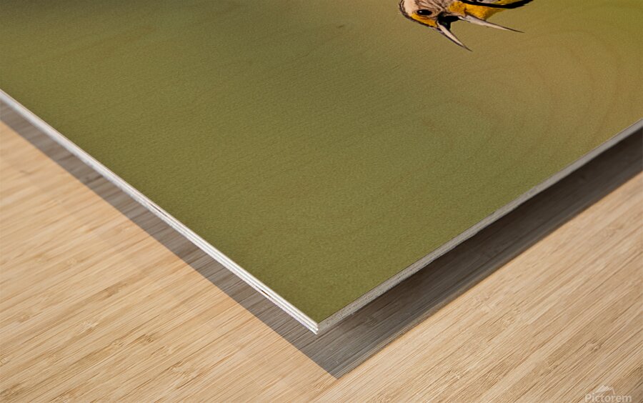 Western Meadowlark 9602 Wood print