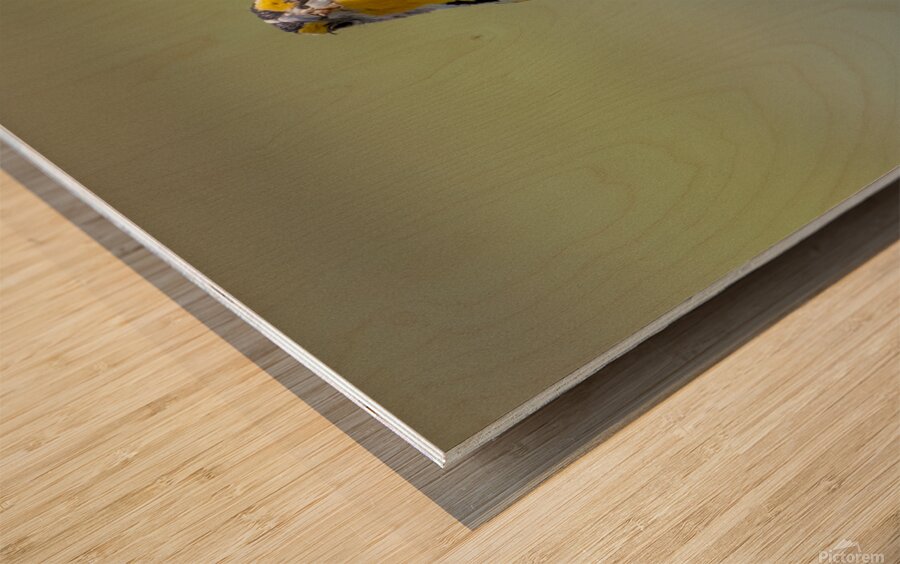 Western Meadowlark 0452 Wood print