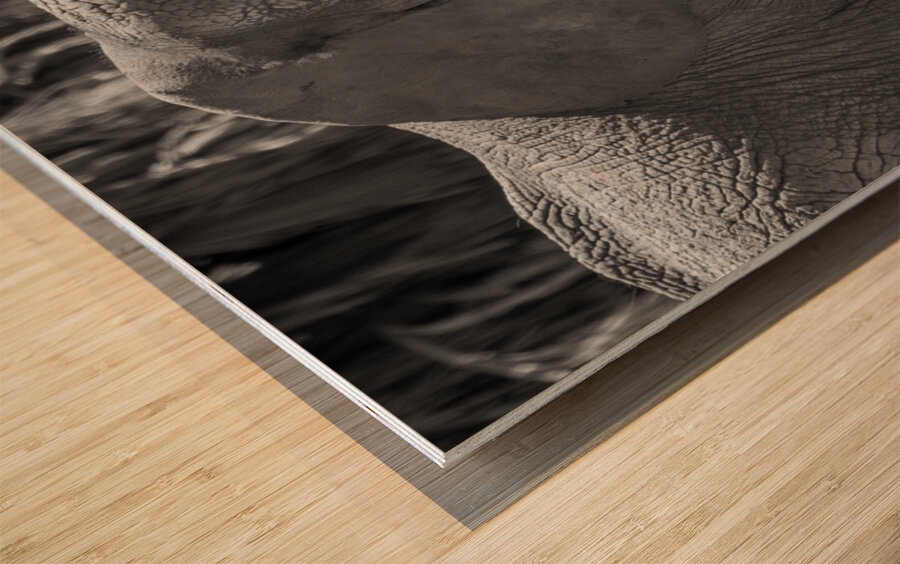 Elephant BW 7937 Wood print