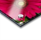 Gerbera Daisy Acrylic print