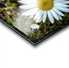 White Daisy  Acrylic print