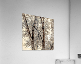 trees Acrylic Print